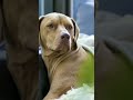 Brown Dog Relaxing On A Sofa | Sad doge emotional 🐕 #shorts