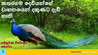මොණරා - Peacock (Monara) Peacock Life Analysis - Peahen - Sebada - සෙබඩ - Funny Pets