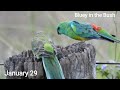 Red rumped parrot bluey in the Bush