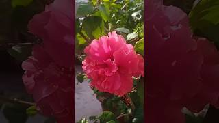 double petal #hibiscus #gulhad is full of #buds again #shortsfeed #shorts #garden