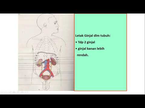 Video: Apakah bahan yang menyebabkan ovari dan testis meningkatkan pengeluaran estradiol dan testosteron?