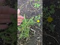 Plant Spotlight - Achillea millefolium - Yarrow ‘Spring Berries’