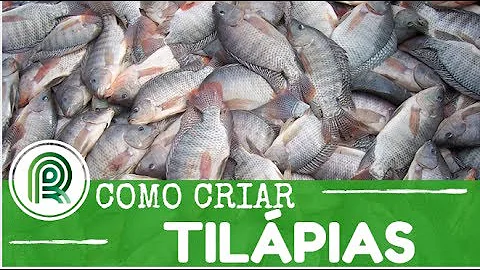 Qual a melhor forma para criar tilápia?