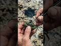 Emerald Crab POV: Device Reveals Impossible Discovery