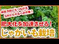 【じゃがいも栽培】大きく育てるコツ！5月にやるべき作業【シェア畑】【農園ライフ】