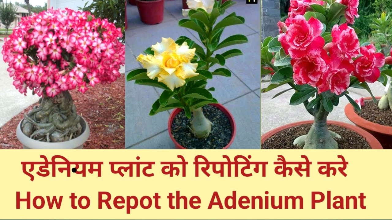 एडेनियम प्लांट को रिपोटिंग कैसे करे ll How to Repot the Adenium Plant