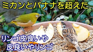 植木鉢でバードフィーダー（野鳥の餌台）リンゴ編～メジロ/スズメ/シロハラ/ヒヨドリ/ジョウビタキ