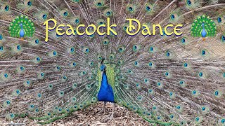 Peacock Dance