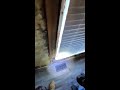 Bad Termite Infestation: Signs, Damage, and How to Prevent It #shorts