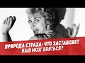 Что заставляет наш мозг бояться? – Шоу Картаева и Махарадзе