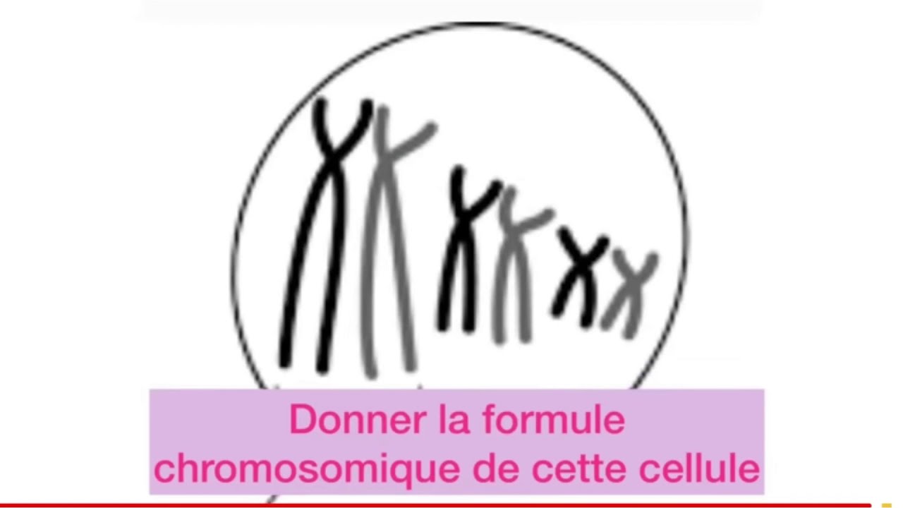 Réponse à la question concernant La formule chromosomique de cette cellule