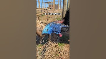 Thumbnail of 10 weird bird sounds