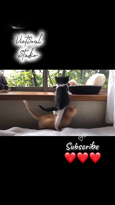 Leo không nổi thì giúp nhau Đáng yêu muốn xỉu😍Can’t climb?Let’s help each other Too cute tohandle😍