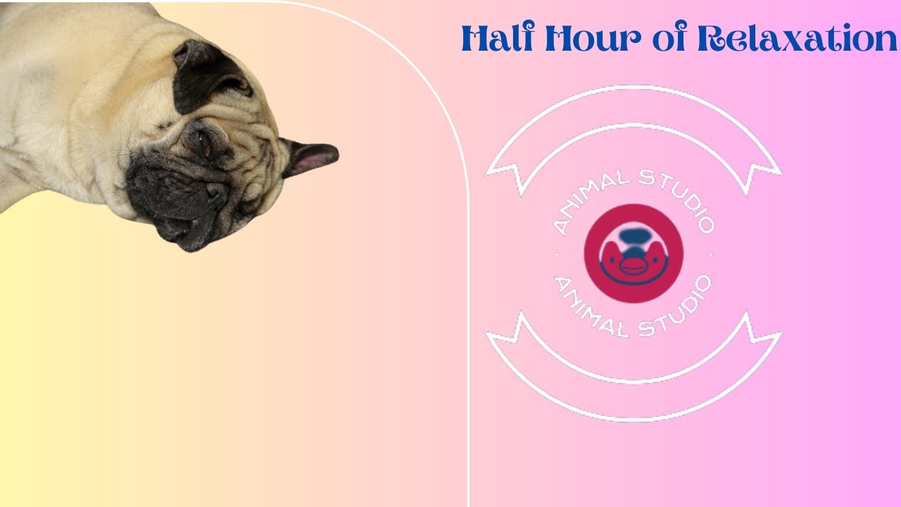 Ultimate Dog Relaxation: 30 Minutes of Serene Sleep Music and Calming Visuals