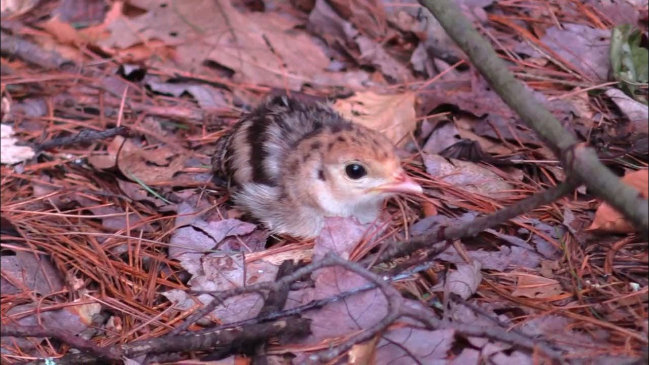 WILD EASTERN TURKEY POULTS KEE KEE IN LATE JULY YouTube