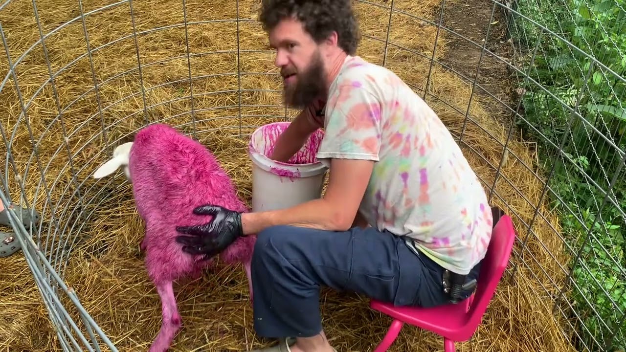 How to dye a sheep pink