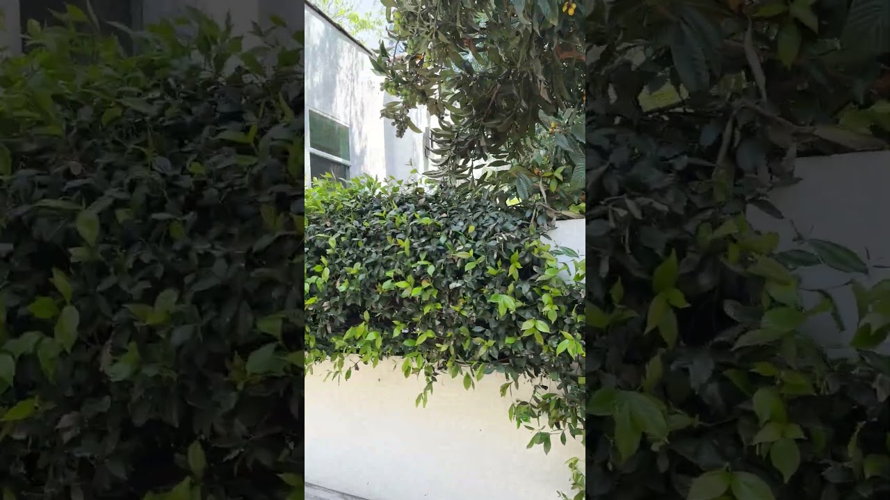 7715 ½ studio space #1 video