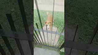 Pobrecito Mi Doggy #funny #yosoydelos7mil #comedy #comedia