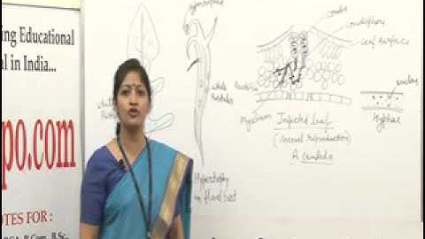 Albugo Lecture, BSc Botany by Dr. Ruby Singh Parmar.