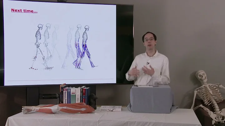 Biomechanics of Movement | Lecture 7.6: Inverse Kinematics: Filtering & Differentiating Motion Data