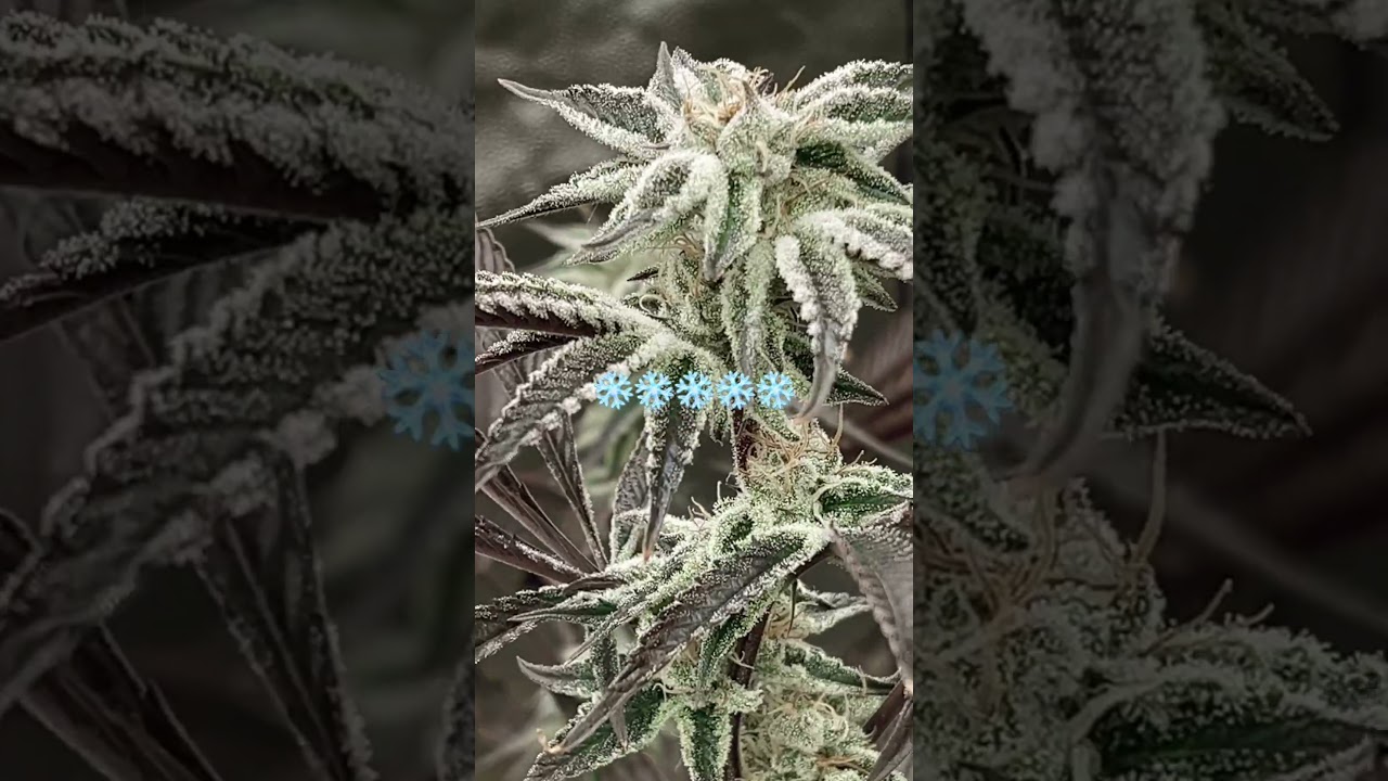 Yamagrow Winter ‘24 5x5 - Skywalker OG, Fruity Pebbles OG, GDP