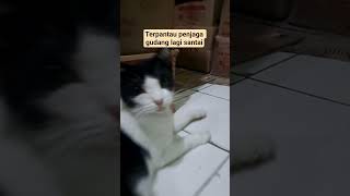 Penjaga gudang #shorts #cat #kucing