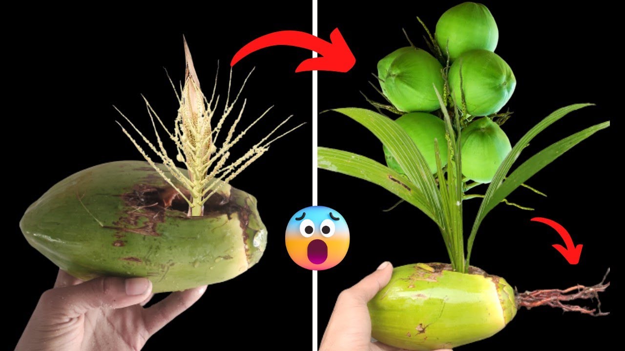 Unique Skill How to grow coconut tree from coconut fruits and flower propagate coconut tree