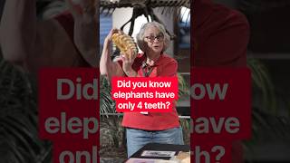 Did you know elephants have only 4 teeth?