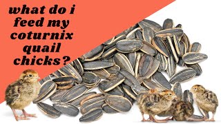 What do I feed my coturnix quail chicks?