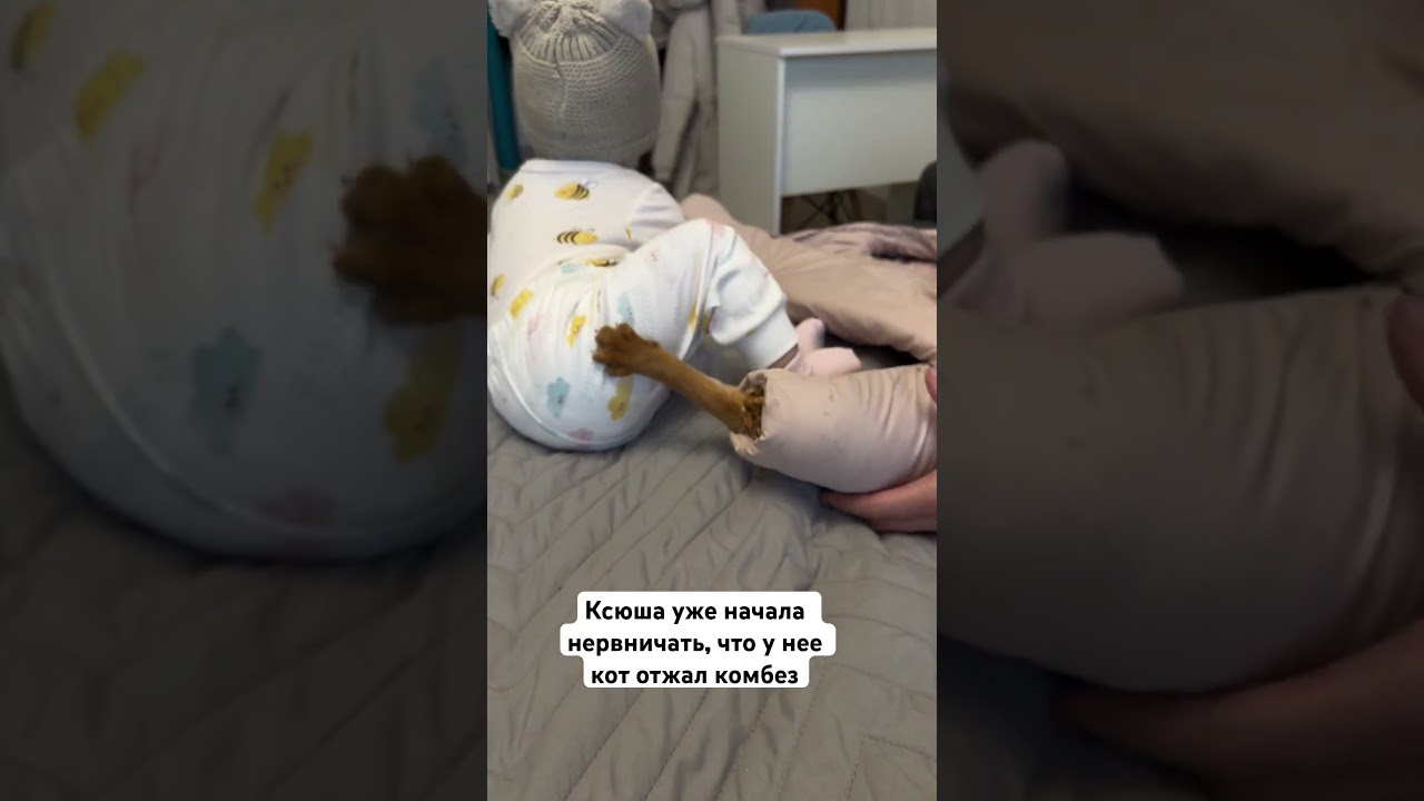 Кот и рукав 