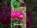 flowers 💐🌺🌹🥰