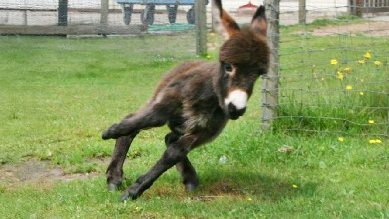 Funny Donkey Moments You Never Expected! 🤣 Funniest Animal Videos 2025