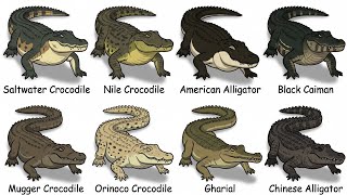Every Crocodile Explained In 8 Minutes