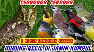 suara pikat burung merbah belukar dan trucuk kombinasi burung kecil ribut ampuh di jamin dapat jt43