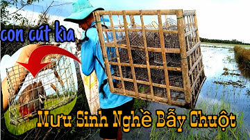 Mưu Sinh Với Nghề Đặt Bẩy Chuột Đồng Theo Đường Mòn | Chạy Chuột Chạy Rắn Mối Cút Đồng || Học vlog