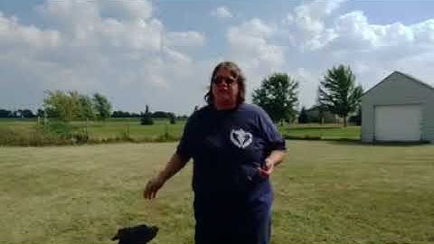 Beginning Manners - Luring, Capturing, Shaping and More!