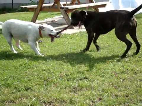 amstaff vs dogo argentino