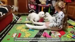Щенки бишончики 3,5 месяца. http://bishon-frise-ua.com/ Щенки бишончики 3,5 месяца. http://bishon-frise-ua.com/