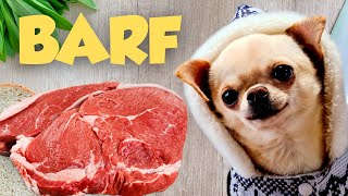 Comida CASERA para perros chihuahuas | Alimento BARF