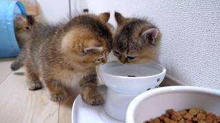 The daily life of kittens is too slapstick. But these scenes heal my heart... by Tiny Kitten 16,539 views 3 weeks ago 3 minutes, 46 seconds