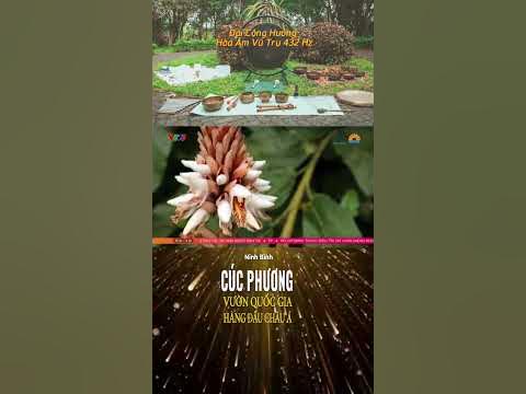 CÚC PHƯƠNG VQG Hàng Đầu Châu Á CucPhuong cucphuongnationalpark 