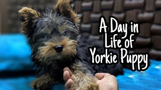 A day in the Life of My Yorkie Puppy (4 Months old)