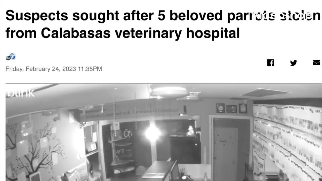 SUSPECTS SOUGHT AFTER 5 BELOVED PARROTS STOLEN FROM CALABASAS