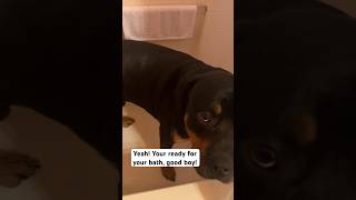 Rottweiler gets a bath  #dogs #dogshorts #youtubeshorts #dogsofyoutube #youtube #cutedogs #funny