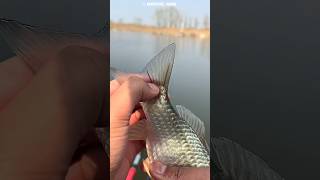 The boy see unique red thread in fish 😱 #sound