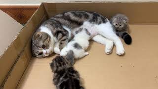 Meow Kittens: Mother cat and 3 kittens. by Meow Kittens 209 views 6 hours ago 3 minutes, 13 seconds