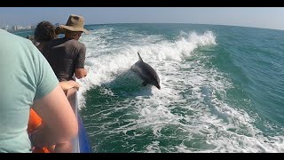 Little Toot Dolphin Adventure - Clearwater Beach, FL