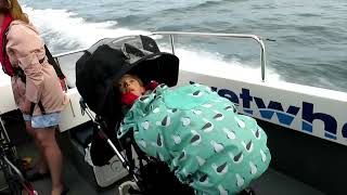 Wwsw Seal Safari - 22 May 2022