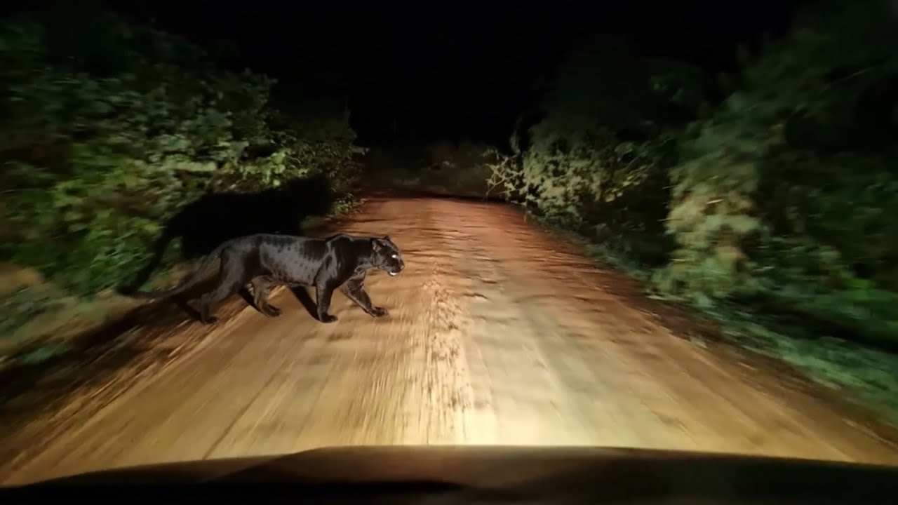 VEJA O MOMENTO QUE ONÇA PRETA CRUZA A ESTRADA DERREPENTE
