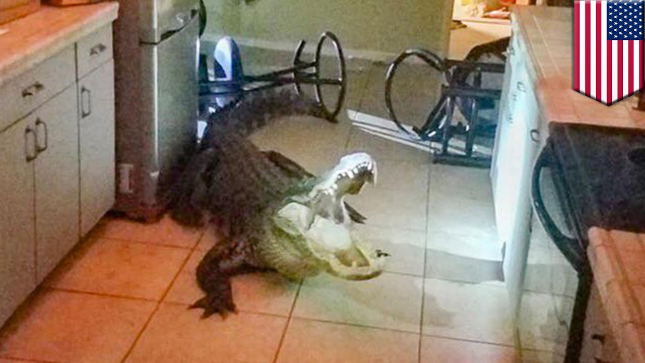 11-foot alligator breaks into home and gets "the good stuff"